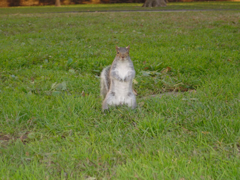 Squirrel in Washington Square - 14/11/2004 16:57
